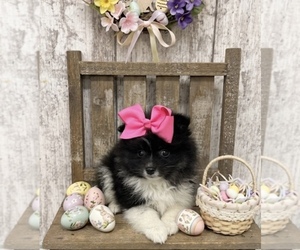 Pomeranian Puppy for sale in PEEBLES, OH, USA