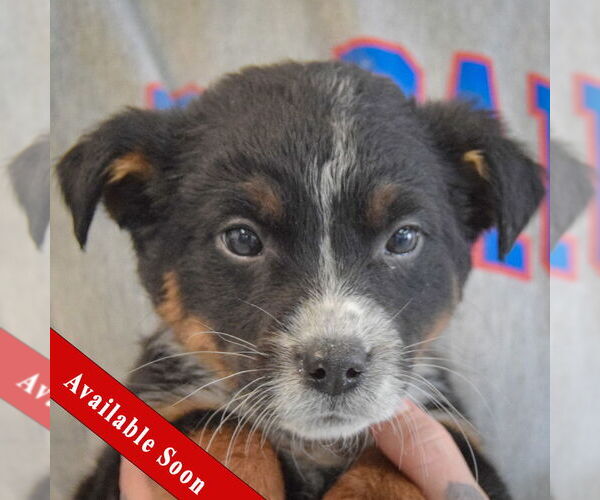 Medium Photo #1 Mutt Puppy For Sale in Huntley, IL, USA