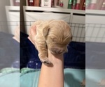 Litter of 6 - Male(s) and Female(s) Golden RetrieverLitter of Puppies for Sale - Photo #5