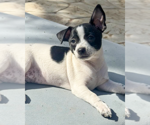 Chihuahua-Unknown Mix Dogs for adoption in Corona, CA, USA