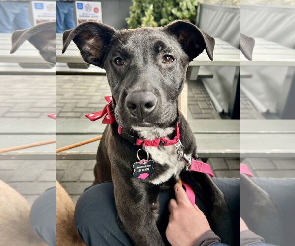 Medium Photo #5 Labrador Retriever-Unknown Mix Puppy For Sale in Rockaway, NJ, USA