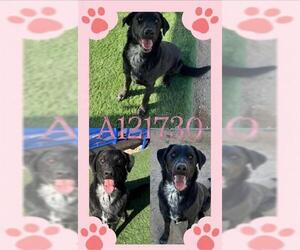 Labrador Retriever-Unknown Mix Dogs for adoption in HESPERIA, CA, USA