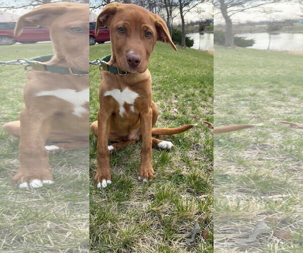 Medium Photo #2 Boxer-Unknown Mix Puppy For Sale in Plainfield, IL, USA