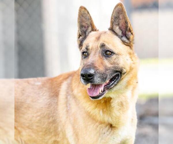 Medium Photo #1 German Shepherd Dog Puppy For Sale in Camarillo, CA, USA