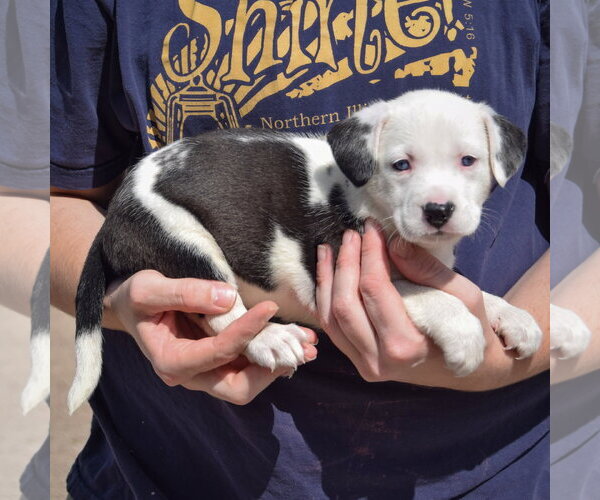 Medium Photo #2 American Bulldog-Unknown Mix Puppy For Sale in Huntley, IL, USA