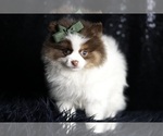 Puppy Pew Pew Pew AKC Pomeranian