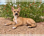 Small Photo #2 Mutt Puppy For Sale in PIPE CREEK, TX, USA