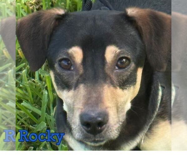Medium Photo #11 Dachshund Puppy For Sale in San Antonio, TX, USA