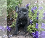 Small #2 French Bulldog