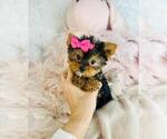 Small #13 Yorkshire Terrier