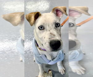 Siberian Husky-Unknown Mix Dogs for adoption in GILBERTS, IL, USA
