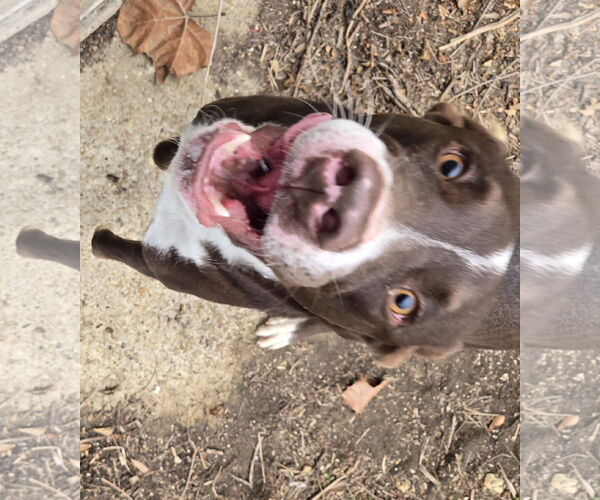 Medium Photo #4 Mutt Puppy For Sale in Jackson, MS, USA