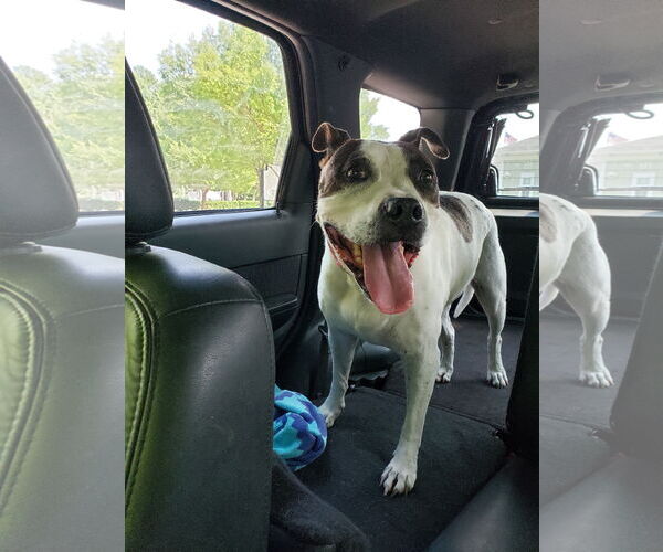 Medium Photo #12 American Pit Bull Terrier Puppy For Sale in Virginia Beach, VA, USA