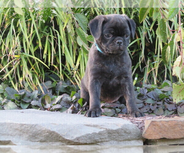 Medium Photo #5 Jug Puppy For Sale in MOUNT SOLON, VA, USA
