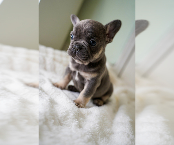 Medium Photo #5 French Bulldog Puppy For Sale in MIAMI BEACH, FL, USA