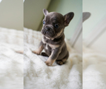 Small #4 French Bulldog