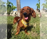 Small #1 Dachshund