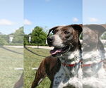 Small #1 Mountain Cur Mix