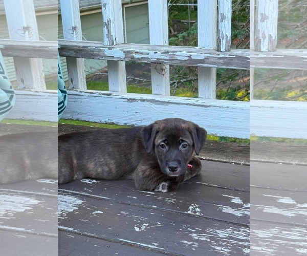 Medium Photo #2 Labrador Retriever-Unknown Mix Puppy For Sale in Duluth, MN, USA