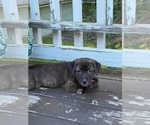 Small #1 Labrador Retriever Mix