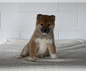 Shiba Inu Puppy for sale in MILLERSBURG, OH, USA