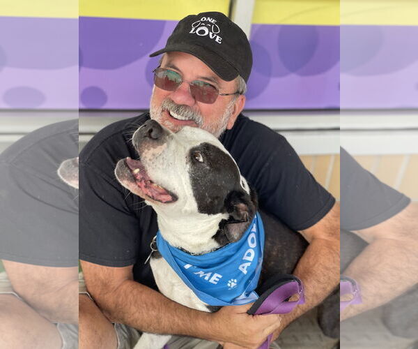 Medium Photo #3 Mutt Puppy For Sale in Mount Laurel, NJ, USA