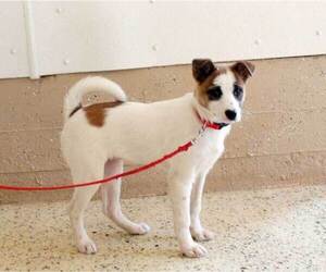Pomsky-Pug Mix Puppy for sale in PENNS CREEK, PA, USA