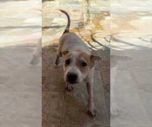 Golden Labrador Dogs for adoption in Lakewood, CO, USA