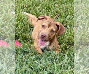 Labrador Retriever-Unknown Mix Dogs for adoption in The Woodlands, TX, USA