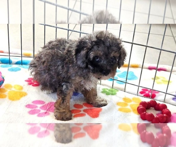 Medium Photo #7 Cavapoo (Miniature)-Poodle (Toy) Mix Puppy For Sale in ORO VALLEY, AZ, USA