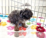 Layla - Female Cavapoo (Miniature)-Poodle (Toy) Mix Puppy for Sale - Photo #7
