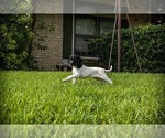 Small Photo #13 German Shorthaired Pointer Puppy For Sale in MESQUITE, TX, USA