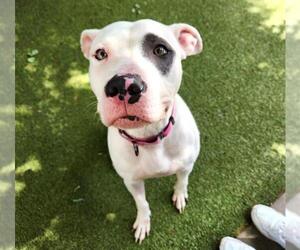 American Pit Bull Terrier Dogs for adoption in Minneapolis, MN, USA