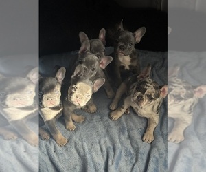 French Bulldog Puppy for Sale in FORT WAYNE, Indiana USA