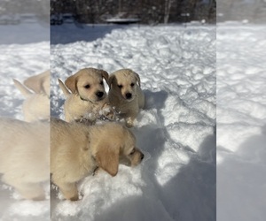 Golden Labrador Puppy for sale in BRUNSWICK, ME, USA