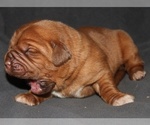 Puppy Puppy 8 Dogue de Bordeaux