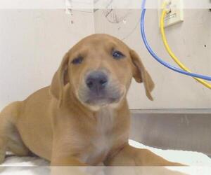 German Shepherd Dog-Texas Heeler Mix Dogs for adoption in Sacramento, CA, USA