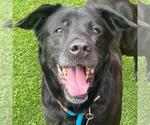 Small #4 Labrador Retriever Mix