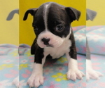 Puppy Birdie Boston Terrier