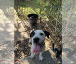 Small #2 Australian Shepherd-Catahoula Leopard Dog Mix