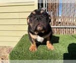 Small #11 English Bulldog
