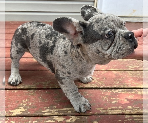 Medium Photo #6 French Bulldog Puppy For Sale in LA VERGNE, TN, USA