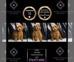 Puppy Jabba F1B Goldendoodle (Miniature)