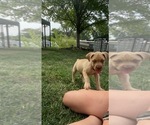 Small Photo #1 Dogue de Bordeaux Puppy For Sale in BETHANY, MO, USA
