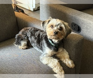 Father of the Yorkshire Terrier puppies born on 08/20/2025
