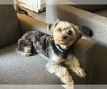 Small Photo #1 Yorkshire Terrier Puppy For Sale in NEWTON, NC, USA