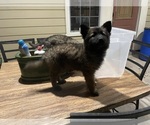Small Photo #1 German Shepherd Dog Puppy For Sale in AUSTIN, TX, USA