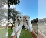 Small Photo #5 Samoyed Puppy For Sale in BOCA RATON, FL, USA