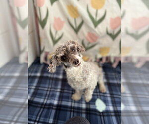 Clementine Jul 26 - Female Poodle (Miniature) Dog for Adoption - Photo #3
