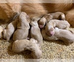 Small Photo #2 Goldendoodle Puppy For Sale in SOUTHMONT, NC, USA